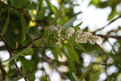 Wendlandia thyrsoidea